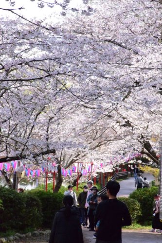 桜満開の場所も　茂原公園に春到来