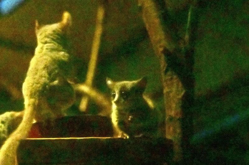 巣箱から姿を見せたショウガラゴの子ども（右）＝３月３０日、千葉市動物公園