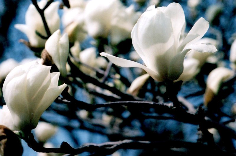 ハクモクレンの花＝２００８年３月１８日、千葉市（初芝清氏撮影）