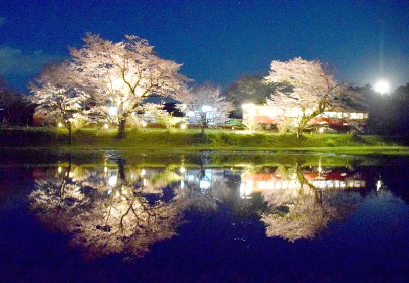 ライトアップされた桜と列車が田んぼの水面に浮かび上がり幻想的な光景に＝２日夜、市原市の小湊鉄道飯給駅