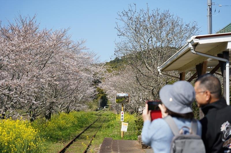 桜と菜の花が咲いていた総元駅。朝から春の光景を楽しむ来訪者の姿もあった＝３日、大多喜町
