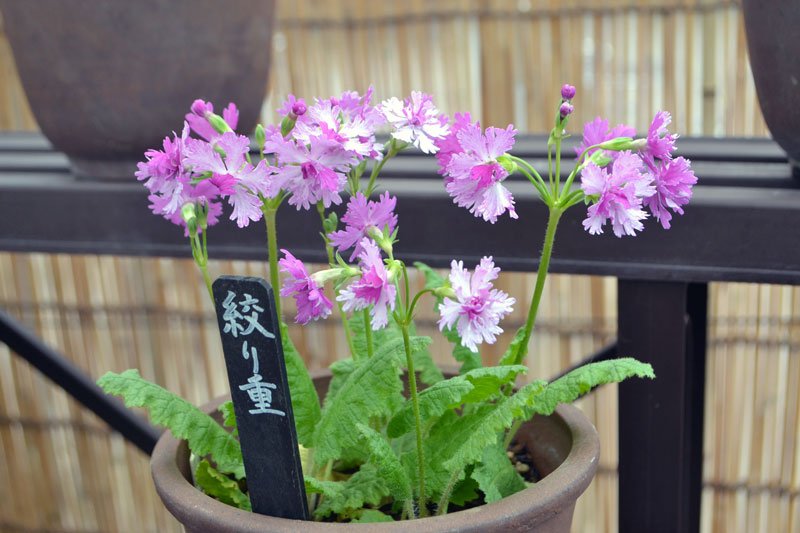 春彩るサクラソウ　佐倉・歴博くらしの植物苑　７００鉢、多様な品種紹介
