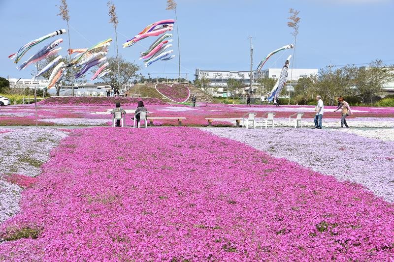 見頃を迎えているシバザクラ＝１１日、東庄町の東庄ふれあいセンター