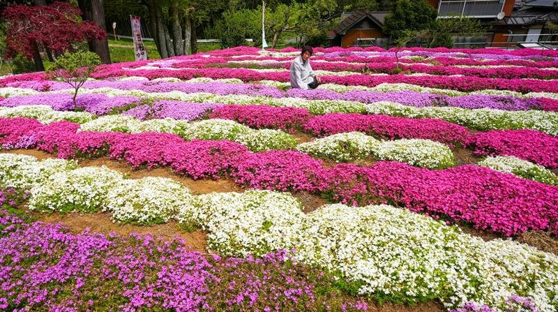 森川さんが手がけたシバザクラ＝１５日、匝瑳市木積