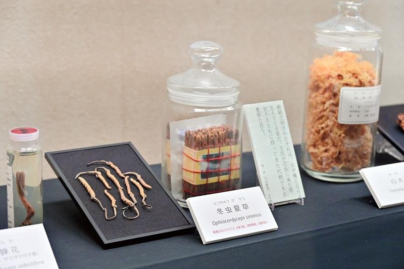 貴重な生薬一堂に　多彩資料、猫猫（マオマオ）も大興奮！　人気小説「薬屋のひとりごと」コラボ　千葉県立中央博物館で企画展