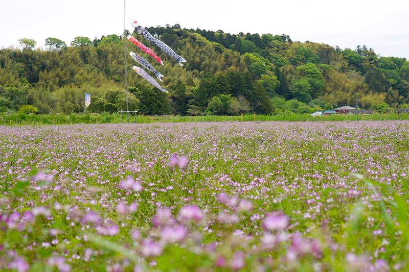 田植え前の田んぼに広がった紅紫色の花＝大多喜町