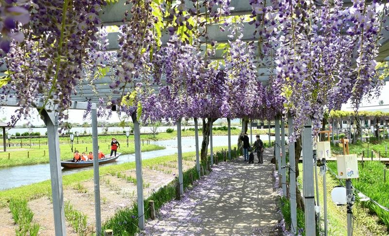 藤の花の甘い香りが漂っている藤棚＝２８日、香取市の水郷佐原あやめパーク
