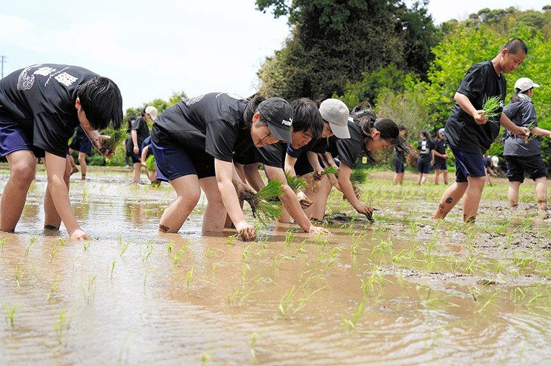 勝浦市立勝浦中学校の２年生が２８日、市内の水田で田植えに挑戦した。生徒は「おいしいお米に育って」と願いながら苗を丁寧に植えていった　橋本ひとみ撮影