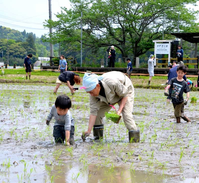 水田で苗を手植えする親子＝２９日、市原市
