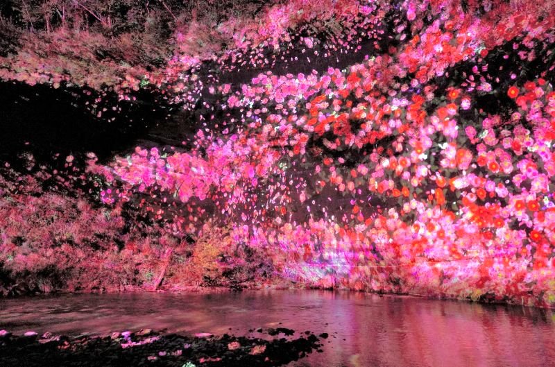 切り立った崖の地層に花々の映像を投影した作品。横幅は１７０メートルに及ぶという＝大多喜町