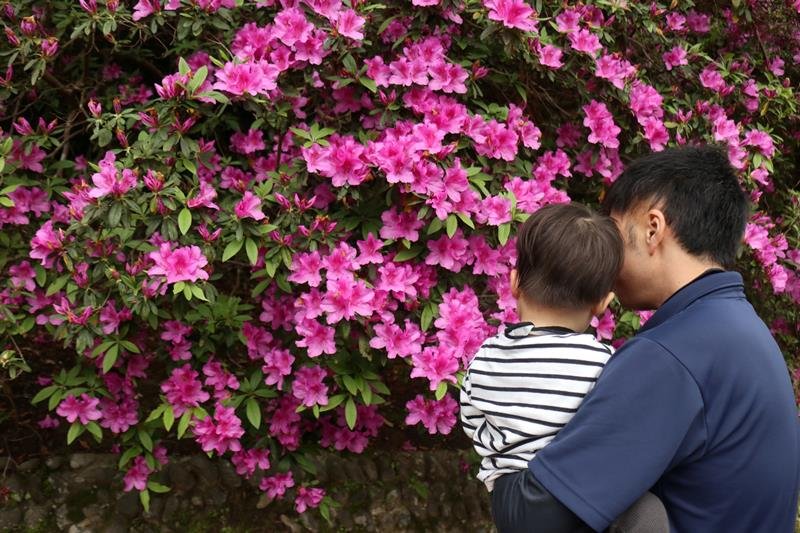 鮮やかなツツジを見つめる親子＝４月２９日、茂原市の茂原公園
