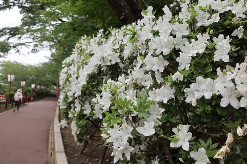 茂原公園でツツジ鮮やか　２、３日「つつじ祭」