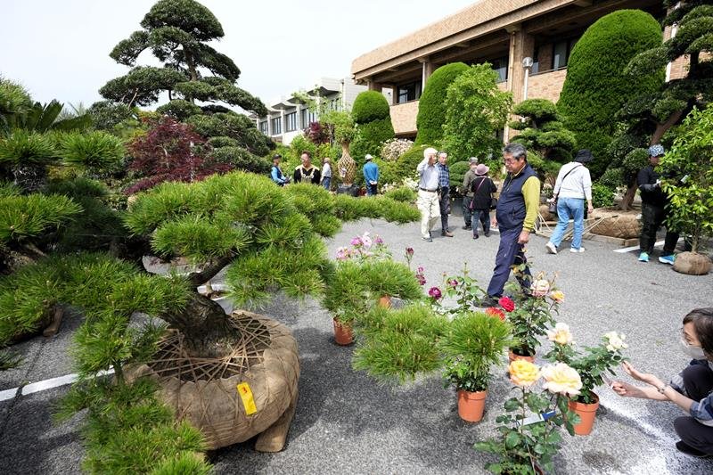 割安価格で展示即売が行われる「植木まつり」＝３日、匝瑳市生涯学習センター駐車場
