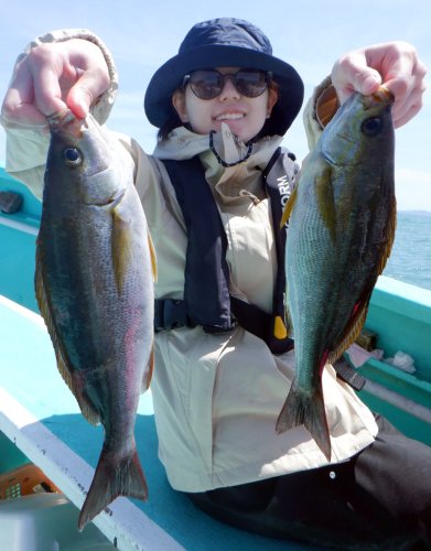 保田沖で釣り上げたイサキ（写真は「村井丸」提供）
