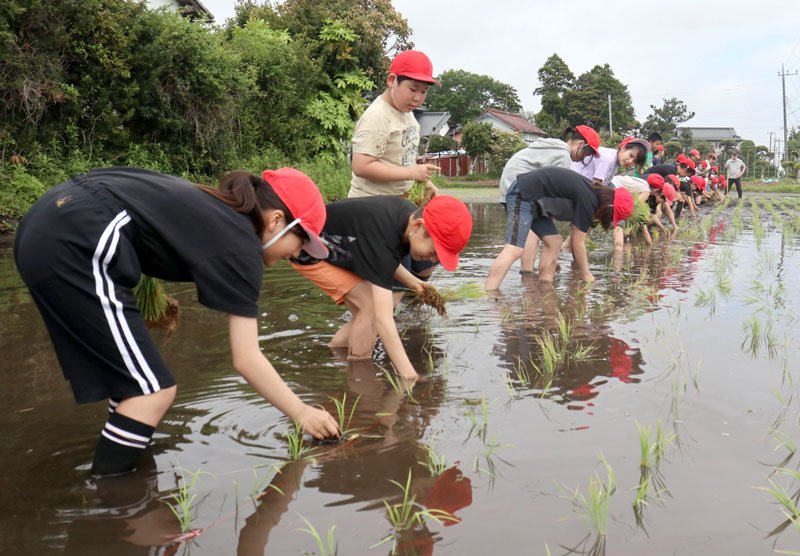 楽しそうに苗を植える児童ら＝７日、長生村