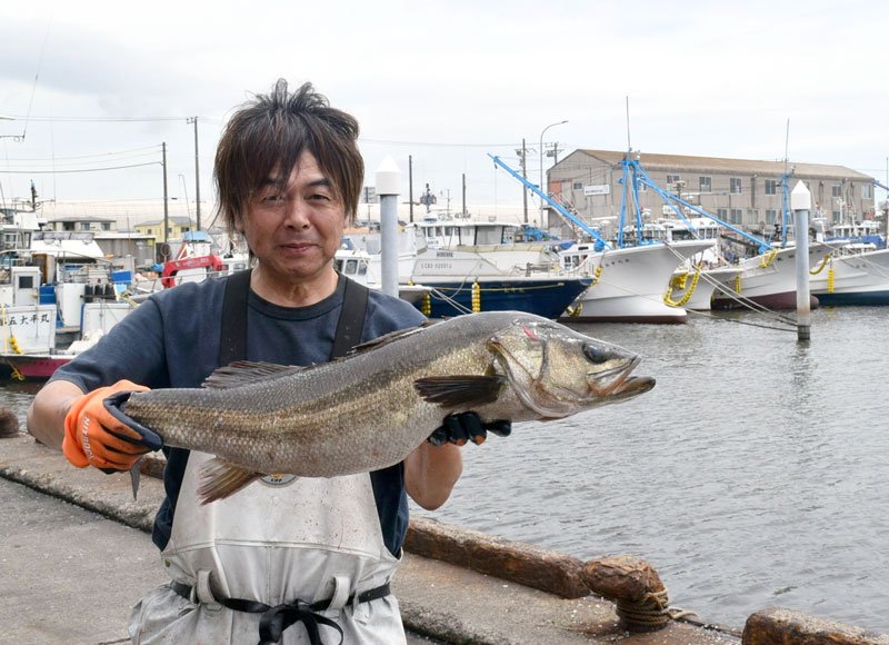 【動画あり】「瞬〆スズキ」旬到来　抜群の食感とうま味、魅力　船橋漁港