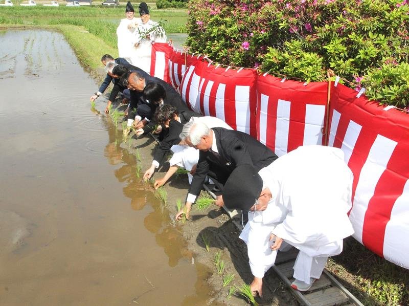 主基斎田に苗を植える明治神宮崇敬講の関係者ら＝１０日、鴨川市
