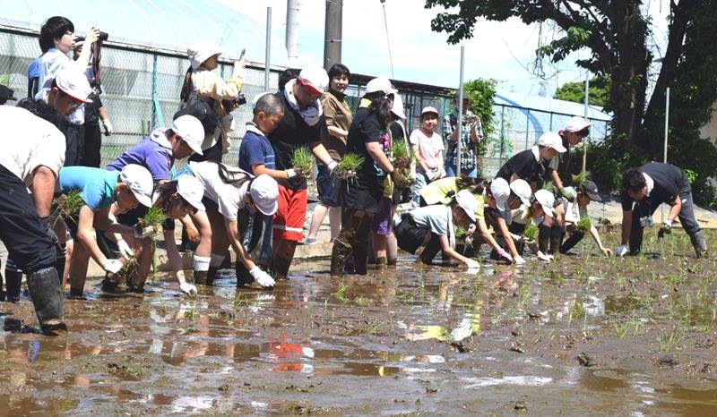 校内に造成された田んぼで田植えを行う児童ら＝１１日、船橋市立高根小
