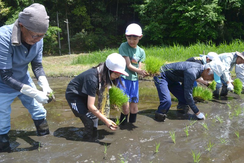 酒米の苗を丁寧に植える本埜小の児童＝１１日、印西市