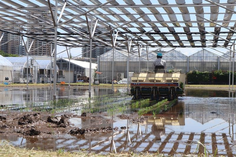 ペロブスカイト太陽電池の発電設備の下で田植えが行われた＝１１日、柏市

