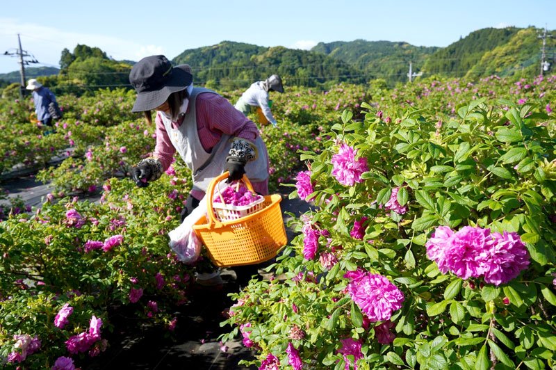 開花直前や開き始めを手摘みする女性たち。収穫後は花がらの摘み取りも進めた＝１３日、大多喜町