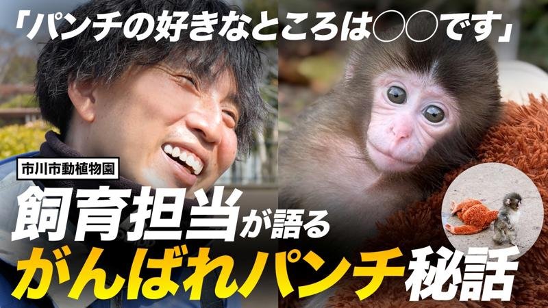 「がんばれパンチ」動画２本が再生回数１００万回突破　市川市制作　自治体発信の動画では異例の多さ