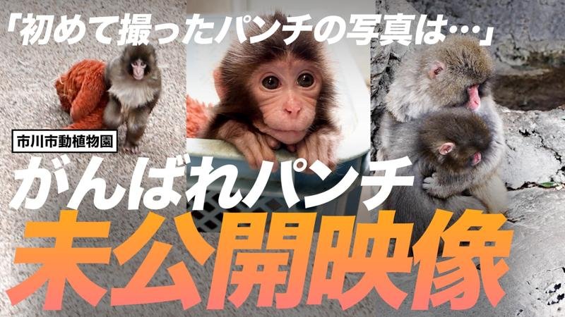 ５月１日に市川市が公開した「がんばれパンチ」動画（同市提供）