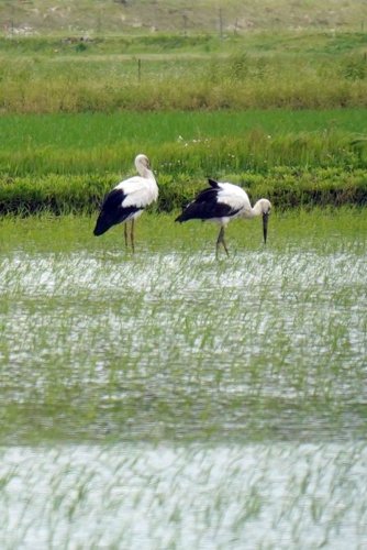 いすみにコウノトリ飛来　１年半ぶり、２羽確認は初めて