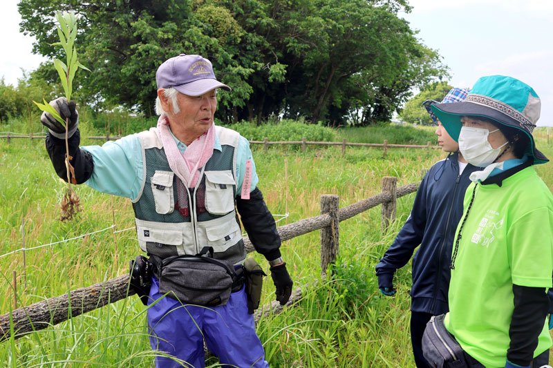 参加者にセイタカアワダチソウの説明をする岩瀬会長＝２４日、成東・東金食虫植物群落