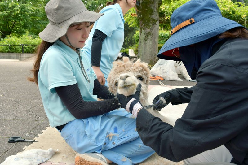 アルパカ“夏の装い”　毛刈り「全身ケア」　市川市動植物園