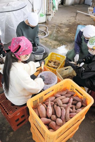 千葉商大生が焼酎仕込み　フルーティーな味わいに　太陽光パネル下で芋育てる　山武・守屋酒造