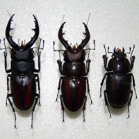 頭が「雄」　胸以下は「雌」　珍しいクワガタ採集、標本化　来月６日から房総のむらで展示