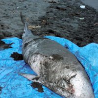 浜にクジラ死ぬ　館山