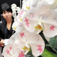 アートグリーンが展示した「化粧蘭」。コチョウランに専用パウダーで絵柄を描いている