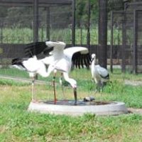 関東の生息拠点なるか　飼育のコウノトリ初放鳥　野田　【回顧　２０１５年　取材メモから】