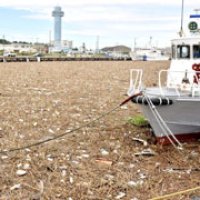 想像超える自然の猛威　漁港、海岸にごみ漂着　銚子・旭　【回顧２０１５年　取材メモから】