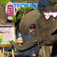 ぞうの国で桜“満開”　姉妹がお絵描き披露　市原
