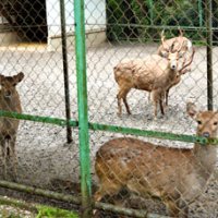 香取神宮のシカ　敷地内に存続へ　愛護会「配慮に感謝」
