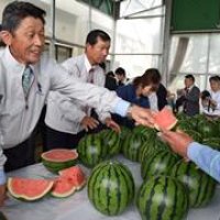 生育順調「甘さ例年以上」　地元生産者ら出荷査定会　スイカの名産地・富里