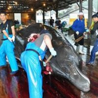 クジラ　初の水揚げ、即解体　８月末まで２８頭捕獲へ　地元小学生４９人見学　南房総・和田町
