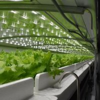 幕張新都心地下で野菜栽培　世界初の全自動工場稼働　共同溝を有効活用、量産目指す　【マクハリ】