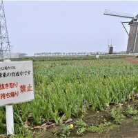 密集回避でチューリップ刈り取ったら…　球根泥棒が横行　佐倉ふるさと広場