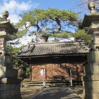 葛飾神社とクロマツ
