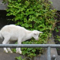 【動画あり】崖の上の子ヤギ「かわいい」と見物客増加　雨の週末　車が急停車、事故懸念の声も