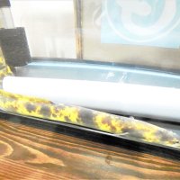 幸せ呼ぶバナナウナギ釣れた！　１０万匹に１匹、茂原・一宮川で捕獲　睦沢の男性「金運上がればうれしい」