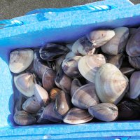 ある男性は１時間ほどで大量のハマグリを集めていた＝１９日、九十九里町