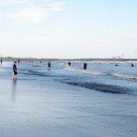 九十九里浜に大量ハマグリ　採取禁止も持ち帰り相次ぐ　漁業者「死活問題」「採取は密漁」