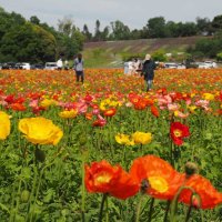 愛らしく揺れる４０万本　ポピー見頃、花摘みも　袖ケ浦・東京ドイツ村