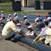 園児と児童が一緒に汗　長生村でサツマイモ苗植え