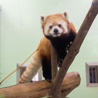 【動画あり】千葉市動物公園に新たな仲間　レッサーパンダとキリン来園　２１日から公開